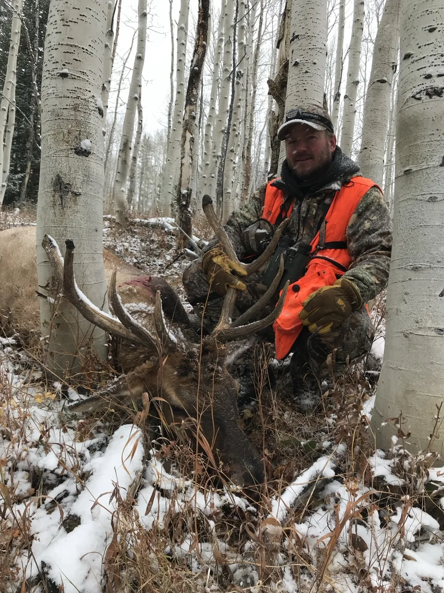 Elk in the aspens