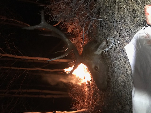 Bull elk beside the fire after the hunt